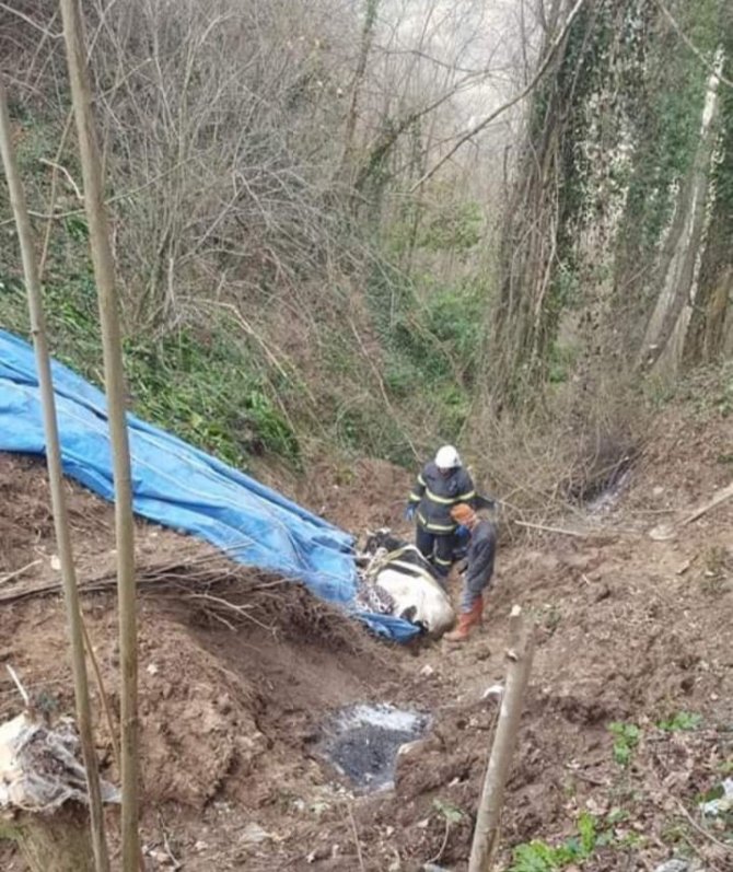 Bataklığa Saplanan İnek Kurtarıldı