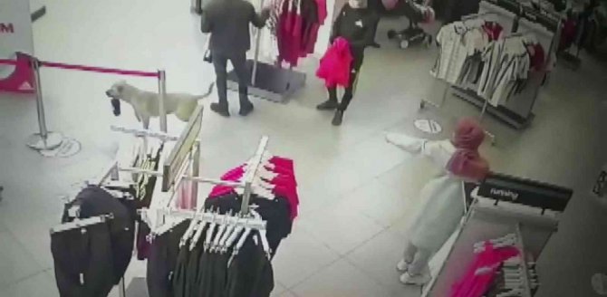 Önce "Hırsız Köpeği" İhbar Etti, Sonra Kendisi Hırsızlık Yaptı