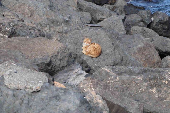 Kayalıklar Kedilerin Barınağı Haline Geldi