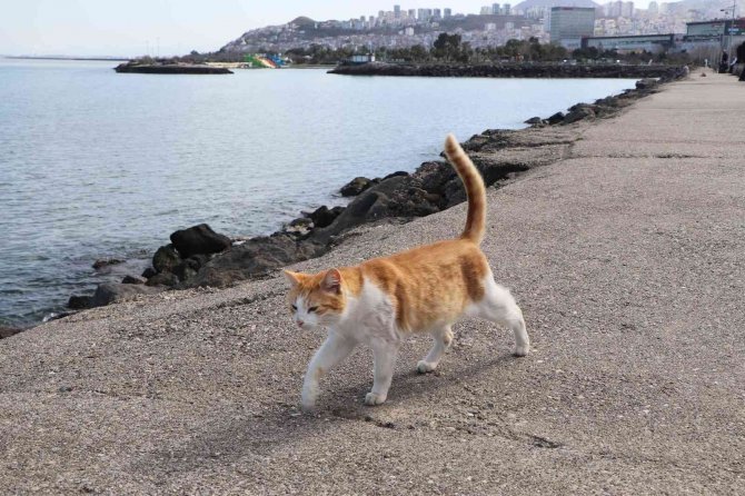 Kayalıklar Kedilerin Barınağı Haline Geldi