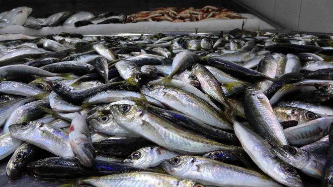 Hamsi Tükendi, Tezgâhlar İstavrit Ve Mezgite Kaldı