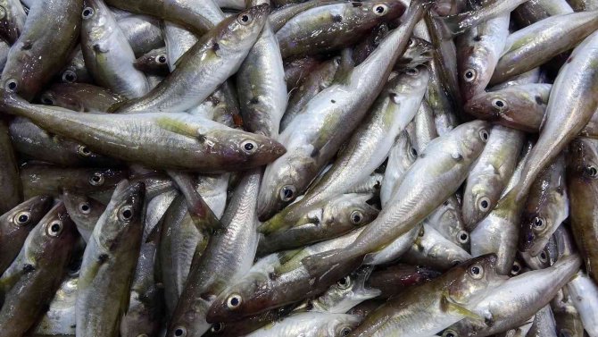 Hamsi Tükendi, Tezgâhlar İstavrit Ve Mezgite Kaldı