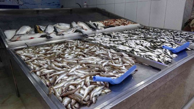 Hamsi Tükendi, Tezgâhlar İstavrit Ve Mezgite Kaldı