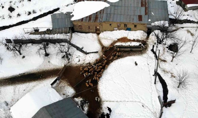 Zorlu Kış Şartlarında Besicilerin ‘Kuzu’ Mesaisi
