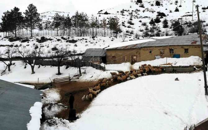 Zorlu Kış Şartlarında Besicilerin ‘Kuzu’ Mesaisi