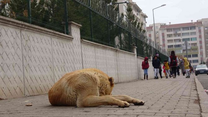 Uzman Psikolog Soysal: “Çocuklara Hayvanların Yırtıcı Ve Vahşi Yönlerini Değil, Sevgi Yönlerini Vurgulayarak Anlatmalıyız”