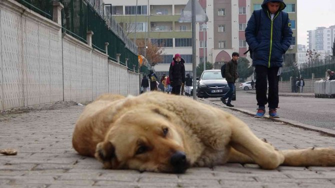 Uzman Psikolog Soysal: “Çocuklara Hayvanların Yırtıcı Ve Vahşi Yönlerini Değil, Sevgi Yönlerini Vurgulayarak Anlatmalıyız”