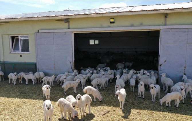 Sivas’ta Küçükbaş Hayvan Varlığı 900 Bini Aştı