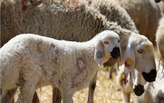 Sivas’ta Küçükbaş Hayvan Varlığı 900 Bini Aştı