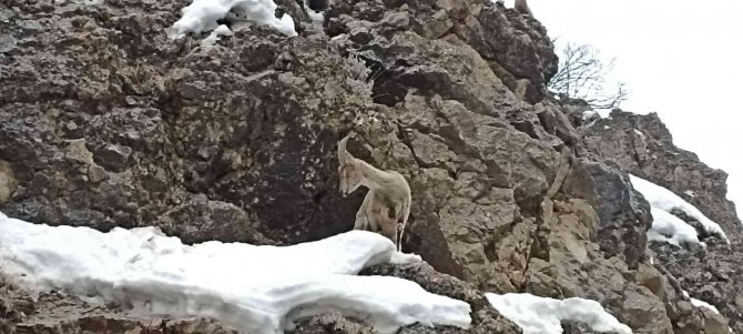 Tunceli’de Yaban Keçileri Görüntülendi