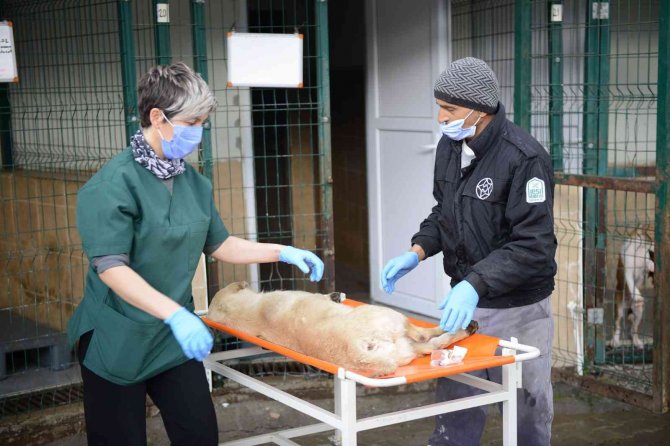 Otomobil Çarpması Sonucu Yaralanan Köpek Hayata Tutundu