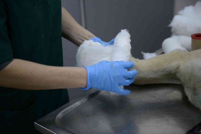 Otomobil Çarpması Sonucu Yaralanan Köpek Hayata Tutundu