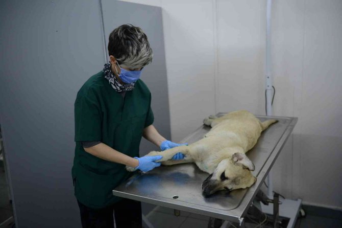 Otomobil Çarpması Sonucu Yaralanan Köpek Hayata Tutundu
