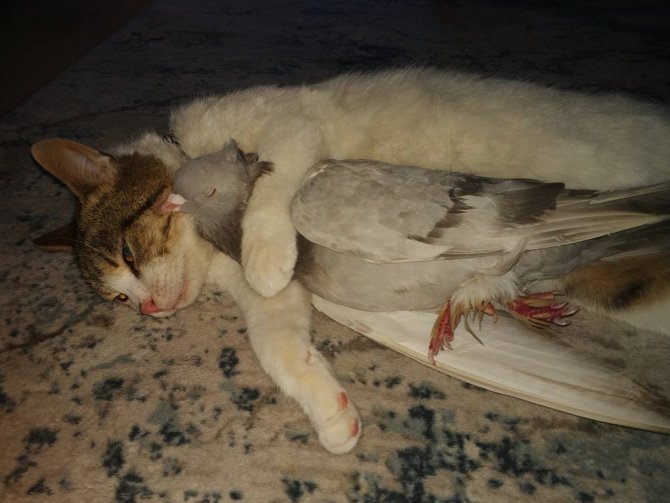 Ezeli Düşmanların Dostluğu Kısa Sürdü