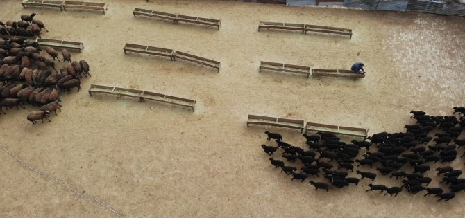 Bingöl’de Baharın Habercisi Kuzular Anneleriyle Buluştu