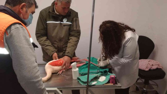 Ayağı Kırılınca Mahsur Kalan Flamingo İçin Seferber Oldular