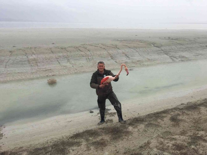 Ayağı Kırılınca Mahsur Kalan Flamingo İçin Seferber Oldular