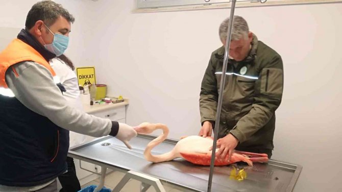 Ayağı Kırılınca Mahsur Kalan Flamingo İçin Seferber Oldular