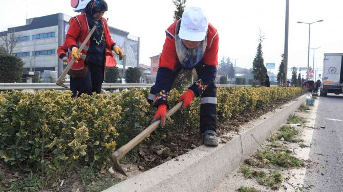 Düzce’de Bitkiler Bahara Hazırlanıyor