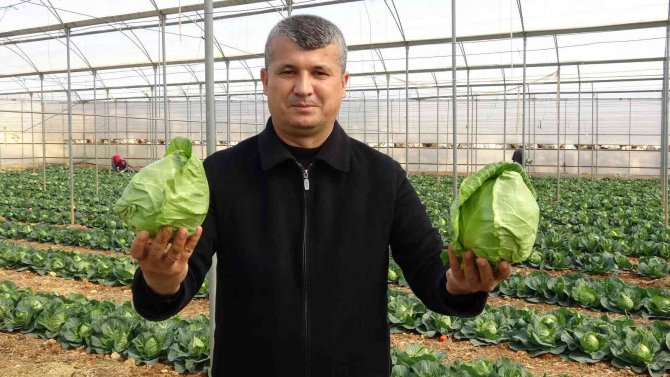 İ̇hracata Yeni Bir Ürün Eklendi; Mini Lahananın Tanesi 10 Lira