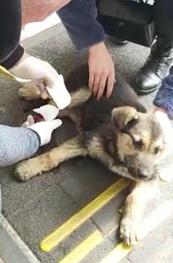Otomobilin Çarptığı Sokak Köpeği Devlet Hastanesinde Tedavi Edildi