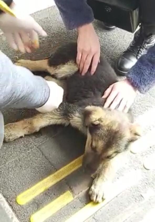 Otomobilin Çarptığı Sokak Köpeği Devlet Hastanesinde Tedavi Edildi