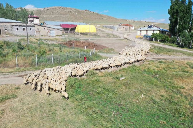 Sivas’ta Hayvancılık Yaygınlaşıyor, Sayı Katlanarak Artıyor