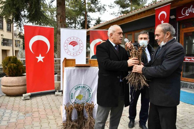 78 Çiftçiye 61 Bin 250 Adet Bağ Fidanı Dağıtıldı