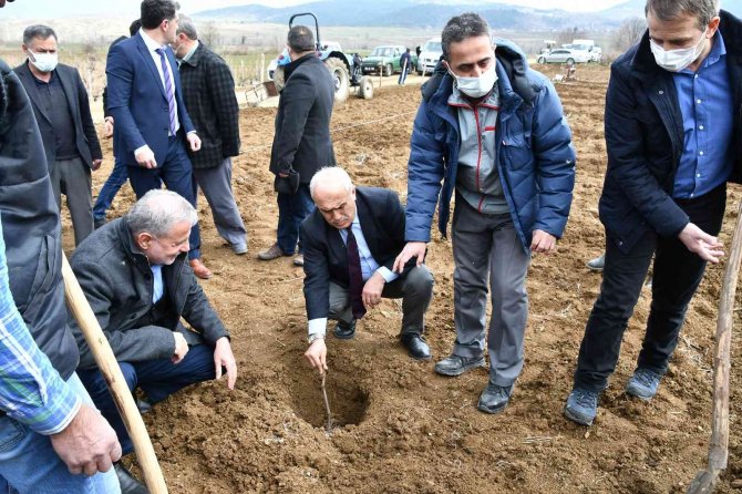 78 Çiftçiye 61 Bin 250 Adet Bağ Fidanı Dağıtıldı