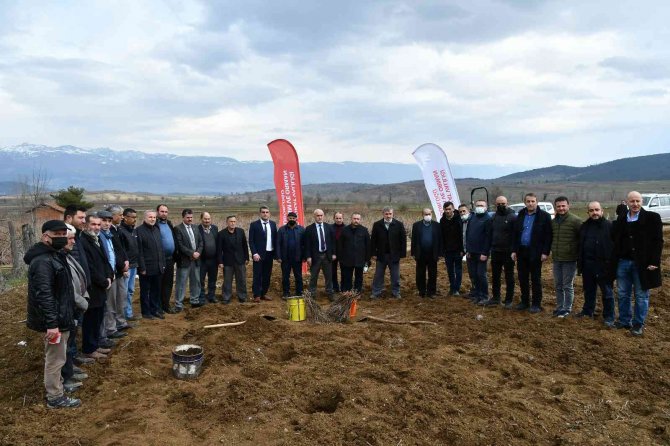 78 Çiftçiye 61 Bin 250 Adet Bağ Fidanı Dağıtıldı