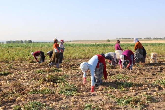 Patates Ekimi Kayıt Altına Alınacak
