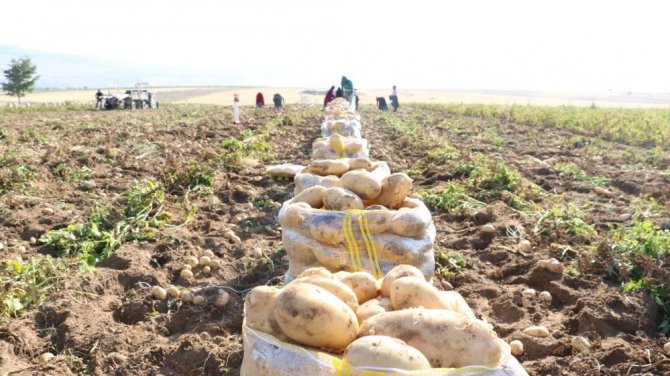 Patates Ekimi Kayıt Altına Alınacak