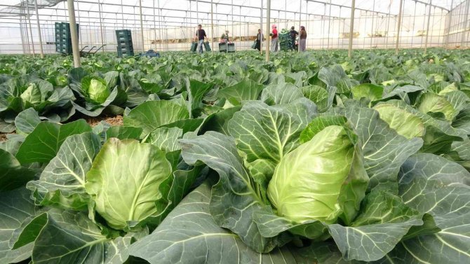 İ̇hracata Yeni Bir Ürün Eklendi; Mini Lahananın Tanesi 10 Lira