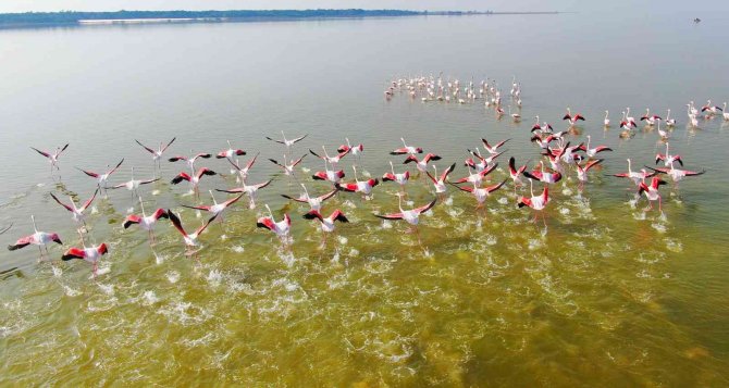 Flamingoların Görsel Şöleni