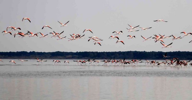 Flamingoların Görsel Şöleni