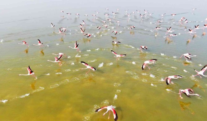 Flamingoların Görsel Şöleni