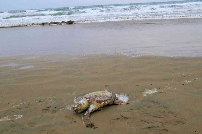 Mersin’de Ölü Caretta Caretta Plaja Vurdu