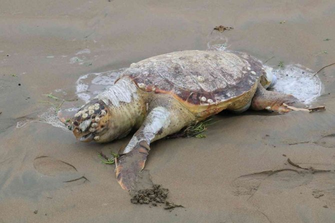Mersin’de Ölü Caretta Caretta Plaja Vurdu