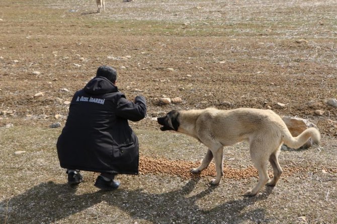 İ̇l Özel İ̇daresi Sokak Hayvanlarını Unutmadı