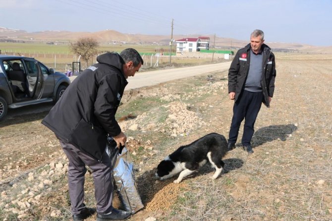 İ̇l Özel İ̇daresi Sokak Hayvanlarını Unutmadı