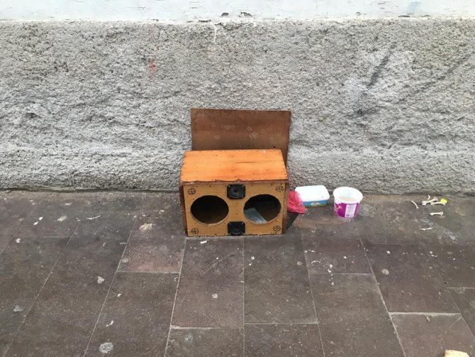 Hoparlör Kutusu Kedilere Yuva Oldu