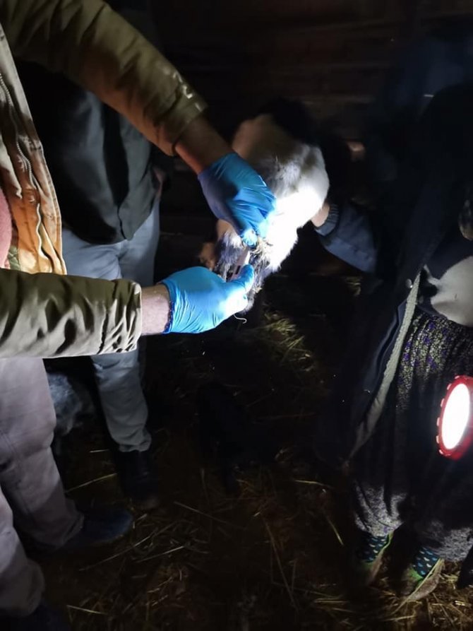 Kütahya’daki Toplu Oğlak Ölümleri Araştırılıyor