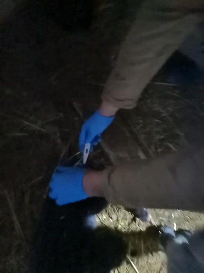 Kütahya’daki Toplu Oğlak Ölümleri Araştırılıyor