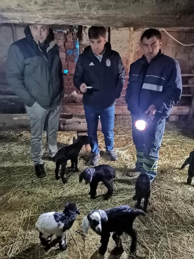 Kütahya’daki Toplu Oğlak Ölümleri Araştırılıyor