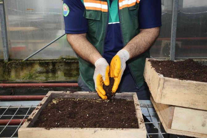 Gölbaşı Belediyesi Ata Tohumlarını Toprakla Buluşturdu