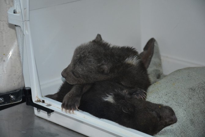 Donmak Üzereyken Bulunan Yavru Ayılar Sinop’ta Tedavi Altına Alındı