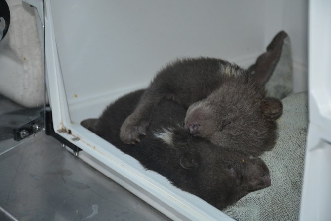 Donmak Üzereyken Bulunan Yavru Ayılar Sinop’ta Tedavi Altına Alındı