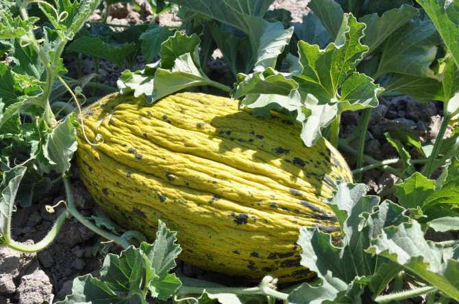 Kırkağaç Kavunu, Avrupa Birliği Coğrafi Tescil Başvurusu Yapıldı