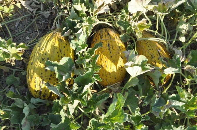 Kırkağaç Kavunu, Avrupa Birliği Coğrafi Tescil Başvurusu Yapıldı