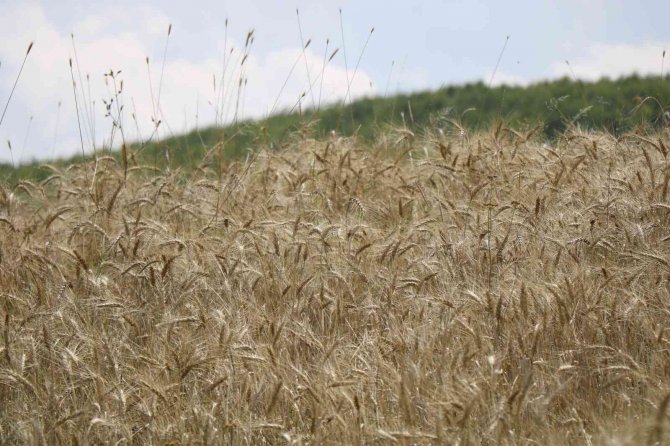 Türk Buğdayından Arap Ve Afrika Ekmeği, Rus Buğdayından İse Türk Ekmeği Yapılıyor